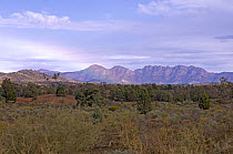 View towards the Flinders Ranges from the Brachina Gorge Geological Trail, Flinders Ranges National Park, South Australia, June 2007.