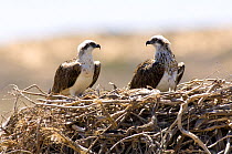 Osprey (Pandion haliaetus) pair on nest, Point Quobba, Carnarvon, Western Australia, November