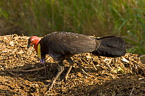 Australian brush-turkey (Alectura lathami) Male tending to his nest mound, Cooktown, Queensland, Australia, October