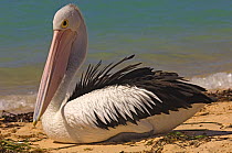 Australian pelican (Pelecanus conspicillatus) resting on beach, Monkey Mia, Shark Bay, Western Australia, September