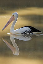 Australian pelican (Pelecanus conspicillatus) swimming in creek, Cooper Creek, Innamincka Regional Reserve, South Australia, June