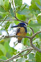 Azure Kingfisher {Alcedo azurea} perched in tree, Daintree River, Daintree, Queensland, Australia, October