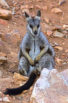 Black-flanked / Black-footed rock wallaby (Petrogale lateralis) male sitting on rock, Heavitree Gap, Alice Springs, Northern Territory