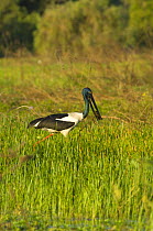Jabaru / Black-necked stork {Ephippiorhynchus asiaticus} carrying nesting material, Mt Borradaile Region, Arnhem Land, Northern Territory, Australia, August