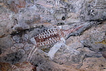 Aboriginal rock art painting of bird like creature at Main Art Site, Mt Borradaile,  Arnhem Land, Northern Territory, Australia