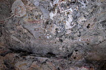 Aboriginal rock art paintings of creatures at Main Art Site, Mt Borradaile,  Arnhem Land, Northern Territory, Australia