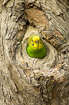 Budgerigar (Melopsittacus undulatus) peering out from its nesting hollow in tree, Cooper Creek, Innamincka, South Australia, July
