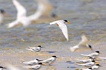 Flock of Crested tern (Sterna bergii) Point Quobba, Carnarvon region, Western Australia