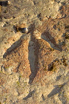 130 million year old megalosaur dinosaur footprints can be seen at low tide at Gantheaume Point, Broome, Western Australia
