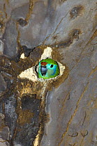 Double-eyed fig-parrot (Cyclopsitta diophthalma) Race macleayana, Female peering out of nesting hollow in tree on the bank of the Daintree River, Far North Queensland, Australia, September