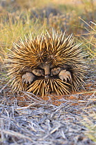 Short-beaked echidna (Tachyglossus aculeatus) rolled in a ball for protection, Cape Range National Park, Western Australia, October