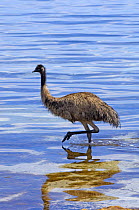 Emu (Dromaius novaehollandiae) juvenile wading through water on hot day, Coffin Bay National Park, South Australia, Spring