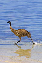 Emu (Dromaius novaehollandiae) juvenile running through water on hot day, Coffin Bay National Park, South Australia, Spring