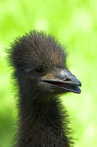 Emu (Dromaius novaehollandiae)juvenile portrait, captive, Adelaide Zoo, South Australia