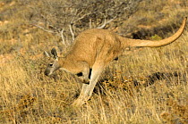 Euro / Common wallaroo (Macropus robustus)hopping through grassland, Cape Range National Park, Western Australia