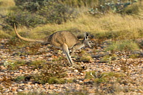 Euro / Common wallaroo (Macropus robustus)hopping through grassland, Cape Range National Park, Western Australia