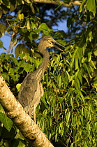 Great-billed heron (Ardea sumatrana) adult standing on tree branch along the banks of the Daintree River. Wings open and panting to reduce body heat on hot day, North Queensland, Australia, September...
