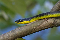 Green / Common tree snake (Dendrelaphis punctulata) sunning on branch of mangrove tree along bank of the Daintree River, North Queensland, Australia, September