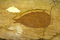 Aboriginal cave paintings at Mona Lisa art site, one of the Quinkan rock art sites, Jowalbinna, Cape York, Queensland, Australia  Restrictions: Editorial use only