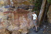 Man looks at aboriginal cave paintings at Mona Lisa art site, one of the Quinkan rock art sites, Jowalbinna, Cape York, Queensland, Australia  Restrictions: Editorial use only