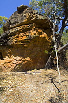 Warning Rock art site, one of the Quinkan rock art sites, Jowalbinna, Cape York, Queensland, Australia, September  Restrictions: Editorial use only