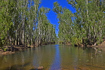 Paperbark trees (Melaleuca sp) line the banks of the King Edward River, The Kimberley, Western Australia, September  2007