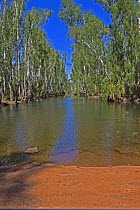 Paperbark trees (Melaleuca sp) line the banks of the King Edward River, The Kimberley, Western Australia, September 2007