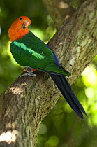 King parrot (Alisterus scapularis) male perched in tree limb listening to other birds calling, captive, Adelaide Zoo, South Australia