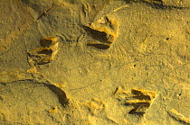 Fossil Dinosaur footprints, Lark Quarry Dinosaur Trackways, via Winton, Queensland, Australia The building at the Lark Quarry Dinosaur Trackways protects more than 3,000 fossilised footprints that we...