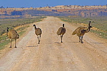 Emu (Dromaius novaehollandiae) walking on road through saltbush habitat, Mungo National Park, New South Wales, Australia, 2007