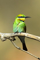 Rainbow bee-eater (Merops ornatus) perched, Standley's Chasm, Northern Territory, Australia