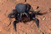 Red-headed mouse spider (Missulena occatoria)~defensive display, captive, Alice Springs, Northern Territory, Australia