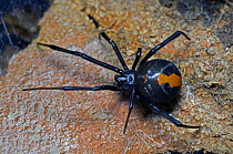Redback Spider (Latrodectus mactans hasselti) on web over rock, Albany, Western Australia