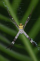 St Andrew's Cross spider (Argiope keyserlingi) female suspended in centre of web, Cairns Botanical Gardens, Queensland, Australia