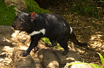 Tasmanian devil (Sarcophilus harrisii) captive, Adelaide Zoo, South Australia