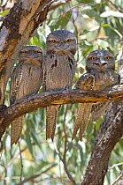 Three Tawny frogmouths (Podargus strigoides) perched during the day, Carnarvon, Western Australia