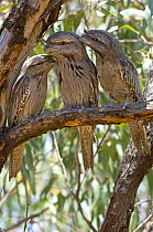 Three Tawny frogmouths (Podargus strigoides) perched during the day, Carnarvon, Western Australia