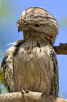 Tawny frogmouth (Podargus strigoides) perched during the day, Carnarvon, Western Australia