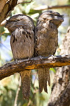 Tawny frogmouth (Podargus strigoides) adult and fledgling perched during the day, Carnarvon, Western Australia