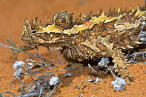 Thorny devil (Moloch horridus) sunning, Carnarvon, Western Australia