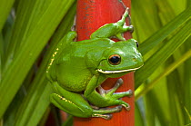 White-lipped / Giant tree frog (Litoria infrafrenata) on palm tree, Cairns, North Queensland, Australia