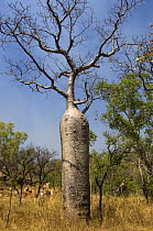 Gourd / Boab tree {Adansonia gregorii} The Kimberley, Western Australia
