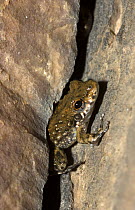 Coplands rock frog (Litoria coplandi) Zebedee Springs, El Questro, Kimberley, Western Australia