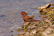Crimson finch (Neochmia phaeton) bathing, Lake Kununurra, Western Australia