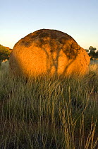 The Devils Marbles, a series of sandstone rocks perched at seemingly impossible angles, sacred to the regional Aboriginal people.  Devils Marbles Conservation Park, Northern Territory, Australia, July...