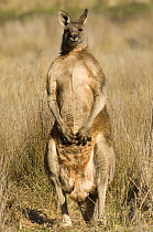 Eastern grey kangaroo {Macropus giganteus} male standing, Grampians National Park, Victoria, Australia