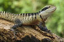 Lesuer's / Eastern water dragon {Physignathus lesueurii} male sunning on log, Lane Cove National Park, New South Wales, Australia