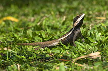 Gilbert's dragon / Ta-ta lizard {Lophognathus / Amphibolurus gilberti} male, Kununurra, Western Australia
