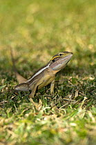 Gilbert's dragon / Ta-ta lizard {Lophognathus / Amphibolurus gilberti} female, Kununurra, Western Australia