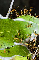 Green tree ant {Oecophylla smaragdina} ants interacting on nest made of leaves woven together, Litchfield National Park, Northern Territory, Australia